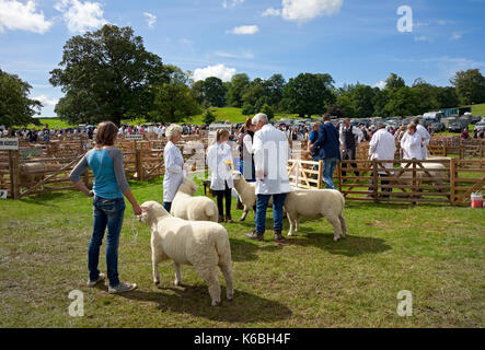 Sheep wird auf der Ripley Show im Sommer North Yorkshire England Großbritannien GB Großbritannien beurteilt Stockfoto