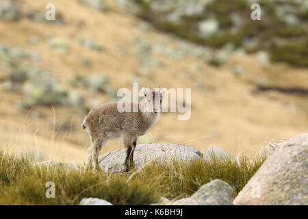 Spanische ibex - paarungszeit Stockfoto
