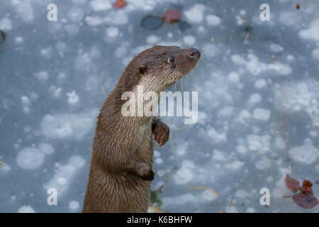 Eine captive Eurasische Fischotter (Lutra Lutra) in Bielefeld Zoo, Deutschland Stockfoto