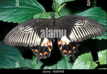 Gemeinsame Mormone Schmetterling, Papilio polytes, Weiblich, Asien, Flügel öffnen, Schwalbenschwanz Stockfoto