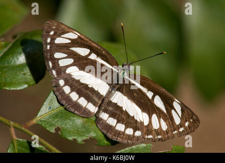 Gemeinsame Sailor Schmetterling, Neptis Hylas, schwarze und weiße Streifen, Corbett National Park, Uttarakhand, Indien Stockfoto