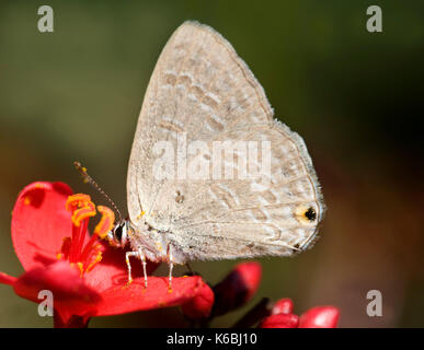 Blauer Schmetterling, Vergiss-mich-nicht, Catochrysops Strabo, auf rote Blume, Corbett National Park, Uttarakhand, Indien, Stockfoto