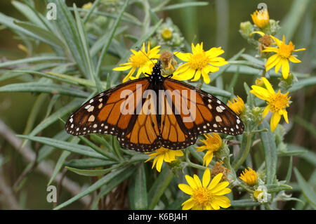 Monarch Butterfly, Danaus plexippus, El Rosario Naturschutzgebiet, Lifecycle Metamorphose orange gelbe Blume Muster Flügel Stockfoto