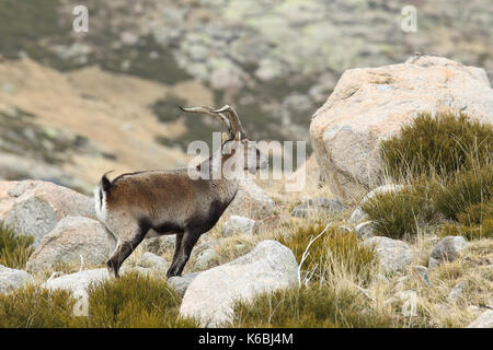 Spanische ibex - paarungszeit Stockfoto
