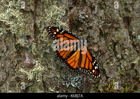 Monarch Butterfly, Danaus plexippus, El Chincua Naturschutzgebiet, ruht auf Baumstamm, Flügel öffnen, Migration, roosting Website, Lifecycle Metamorphose Stockfoto