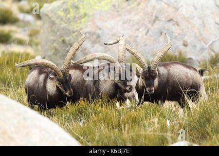 Spanische ibex - paarungszeit Stockfoto
