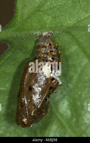 Königin von Spanien Fritillary Schmetterlingspuppen, ceriagrion lathonia, chrysalis, europäischen Wanderarbeitnehmer zu Großbritannien vor allem in Südengland und Wales gesehen Stockfoto