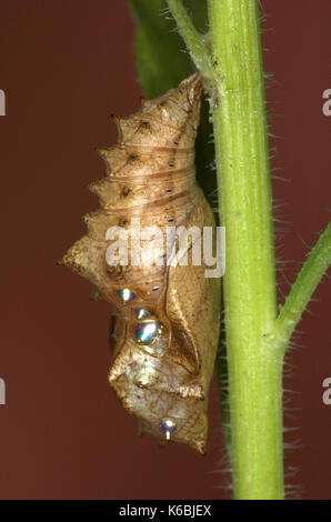 Silber gewaschen Fritillaryschmetterling, Puppen, Ceriagrion tenellum, chrysalis, hängend auf Violett Stamm, foodplant goldgelbe Flecken Stockfoto