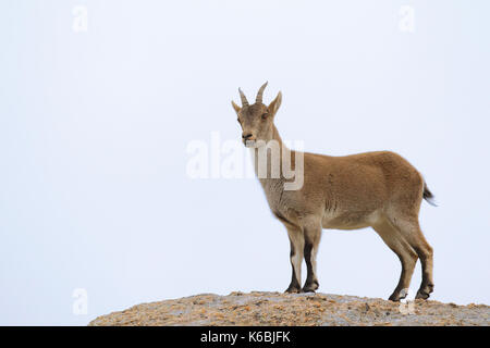 Spanische ibex - paarungszeit Stockfoto