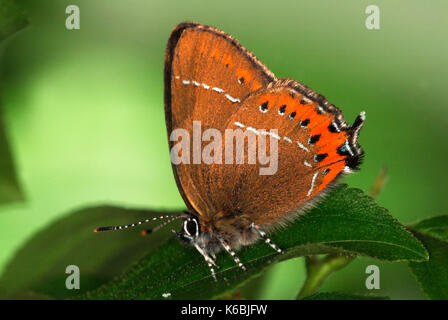 Schwarz Hairstreak Schmetterling, Strymonidia pruni, Seitenansicht mit orange Band, schwarze Punkte und Schwanz auf Hinterflügeln, kleinen blauen false eye Stockfoto