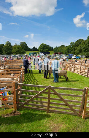 Bauern zeigen Schafvieh bei der Ripley Show im Sommer North Yorkshire England Großbritannien Großbritannien Großbritannien Großbritannien Großbritannien Großbritannien Großbritannien Großbritannien Großbritannien Großbritannien Großbritannien Großbritannien Großbritannien und Nordirland Stockfoto