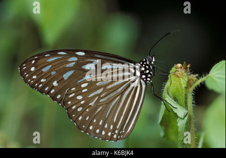 Gestreifte blaue Crow, euploea Mulciber, Schmetterling, Poring Hot Springs, Sabah, Stockfoto