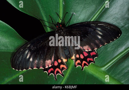 Parides Photinus Schmetterling, Schwalbenschwanz, schwarz mit roten Markierungen, Flügel öffnen, die auf Blatt Stockfoto