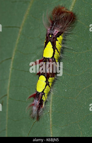 Morpho peleides Schmetterling, Raupe, 4. instar, Larven, gelbe und rote Farbe, Süd- und Mittelamerika Stockfoto
