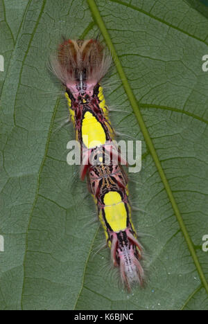 Morpho peleides Schmetterling, Raupe, 4. instar, Larven, gelbe und rote Farbe, Süd- & Mittelamerika, tropischen Dschungel Stockfoto
