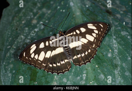 Gemeinsame Sailor Schmetterling, Neptis Hylas, Farben Schwarz und Weiß, Flügel öffnen, ruht auf Blatt Stockfoto