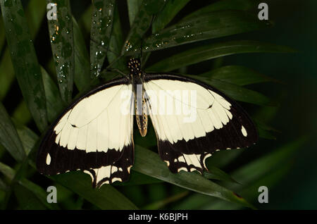 Spötter Schwalbenschwanz Schmetterling, Papilio dardanus, ruht auf Blatt mit Flügel öffnen, weiblich, mimetische Form der ungenießbar danaidae Schmetterling Stockfoto