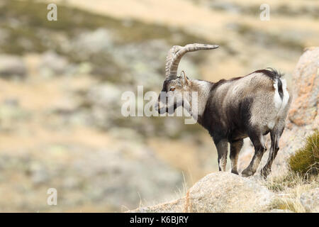 Spanische ibex - paarungszeit Stockfoto