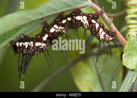 Flamme Schmetterling, Raupe, Dryas Julia, Fütterung mit Passionsblume, behaart, Stacheln, spiky Stockfoto