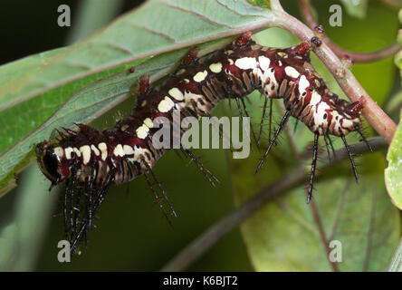 Flamme Schmetterling, Raupe, Dryas Julia, Fütterung mit Passionsblume, behaart, Stacheln, spiky Stockfoto