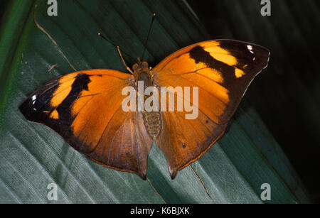 Herbst Blatt Schmetterling, Doleschallia bisaltide, Nymphalidae sp. Malaysia Erwachsener mit Flügel öffnen, Farbe orange Stockfoto