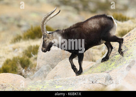 Spanische ibex - paarungszeit Stockfoto