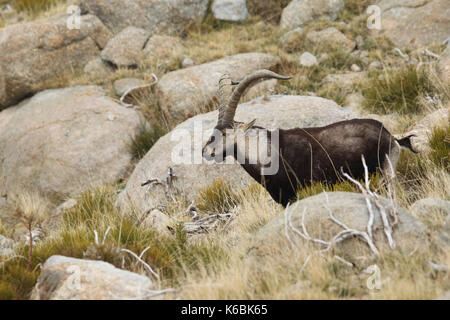 Spanische ibex - paarungszeit Stockfoto
