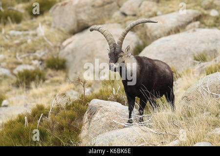 Spanische ibex - paarungszeit Stockfoto