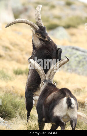 Spanische ibex - paarungszeit Stockfoto