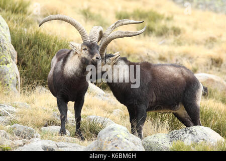 Spanische ibex - paarungszeit Stockfoto