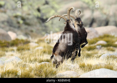 Spanische ibex - paarungszeit Stockfoto