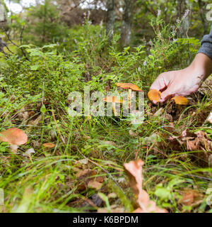 Kommissionierung unbekannte Pilze im Wald im Spätsommer Model Release: Ja. Property Release: Nein. Stockfoto