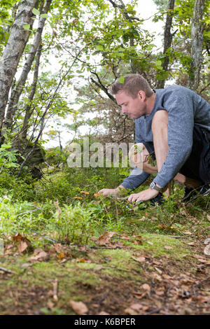 Mitte nach kaukasischer Mann draußen im Wald pflücken unbekannte Pilze im Spätsommer Model Release: Ja. Property Release: Nein. Stockfoto