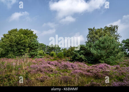 Lüneburger Heide (Heide) bei Hamburg, Deutschland Stockfoto