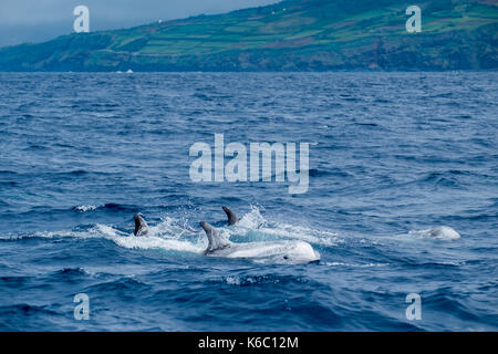 Eine Schar von Risso Delfinen treiben durch die Wellen nahe dem Ufer der Azoren. Stockfoto