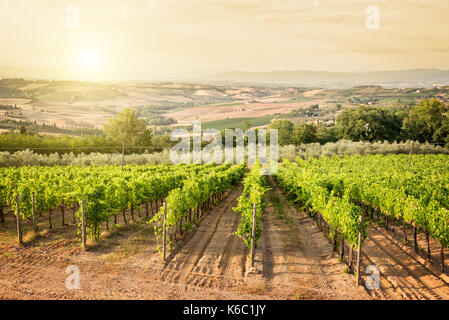 Weinberg in der Toskana in der Nähe von Montepulciano, Italien Stockfoto