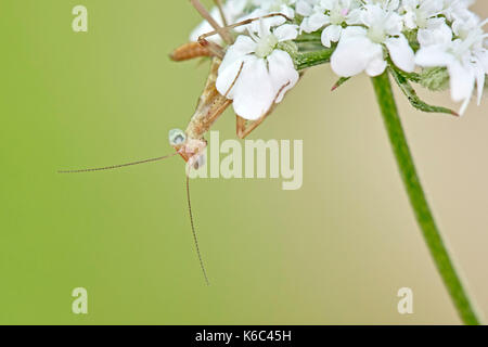 Europäische gottesanbeterin oder Gottesanbeterin (Mantis Religiosa), Benalmadena, Provinz Malaga, Andalusien, Spanien. Stockfoto
