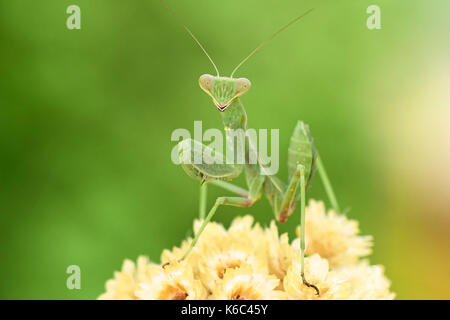 Europäische gottesanbeterin oder Gottesanbeterin (Mantis Religiosa), Benalmadena, Provinz Malaga, Andalusien, Spanien. Stockfoto