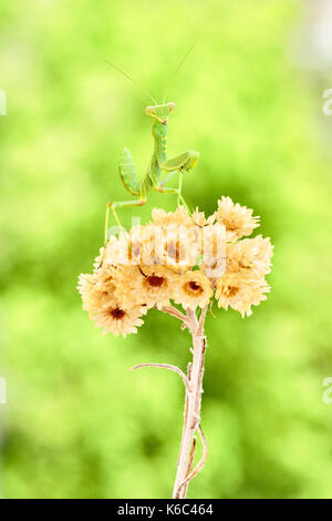 Europäische gottesanbeterin oder Gottesanbeterin (Mantis Religiosa), Benalmadena, Provinz Malaga, Andalusien, Spanien. Stockfoto