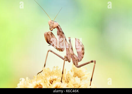 Europäische gottesanbeterin oder Gottesanbeterin (Mantis Religiosa), Benalmadena, Provinz Malaga, Andalusien, Spanien. Stockfoto