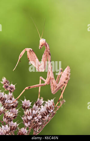 Europäische gottesanbeterin oder Gottesanbeterin (Mantis Religiosa), Benalmadena, Provinz Malaga, Andalusien, Spanien. Stockfoto