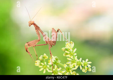 Europäische gottesanbeterin oder Gottesanbeterin (Mantis Religiosa), Benalmadena, Provinz Malaga, Andalusien, Spanien. Stockfoto