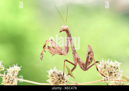 Europäische gottesanbeterin oder Gottesanbeterin (Mantis Religiosa), Benalmadena, Provinz Malaga, Andalusien, Spanien. Stockfoto