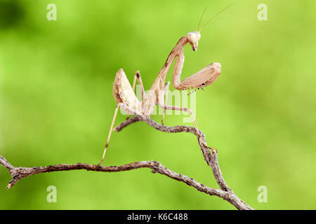 Europäische gottesanbeterin oder Gottesanbeterin (Mantis Religiosa), Benalmadena, Provinz Malaga, Andalusien, Spanien. Stockfoto