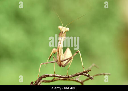 Europäische gottesanbeterin oder Gottesanbeterin (Mantis Religiosa), Benalmadena, Provinz Malaga, Andalusien, Spanien. Stockfoto