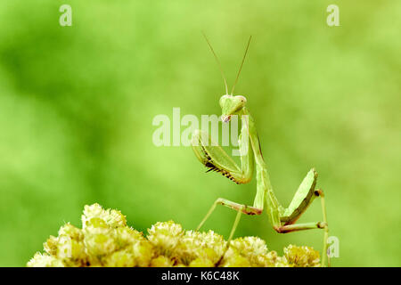 Europäische gottesanbeterin oder Gottesanbeterin (Mantis Religiosa), Benalmadena, Provinz Malaga, Andalusien, Spanien. Stockfoto