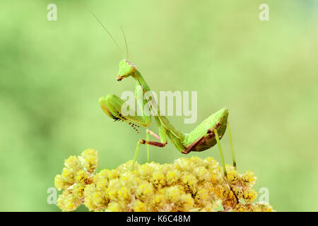 Europäische gottesanbeterin oder Gottesanbeterin (Mantis Religiosa), Benalmadena, Provinz Malaga, Andalusien, Spanien. Stockfoto