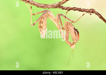 Europäische gottesanbeterin oder Gottesanbeterin (Mantis Religiosa), Benalmadena, Provinz Malaga, Andalusien, Spanien. Stockfoto