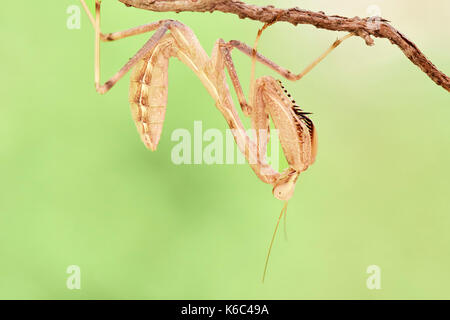 Europäische gottesanbeterin oder Gottesanbeterin (Mantis Religiosa), Benalmadena, Provinz Malaga, Andalusien, Spanien. Stockfoto