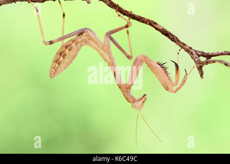 Europäische gottesanbeterin oder Gottesanbeterin (Mantis Religiosa), Benalmadena, Provinz Malaga, Andalusien, Spanien. Stockfoto